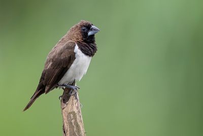 Javan Munia - Javaans Bronzemannetje - Capucin javanais