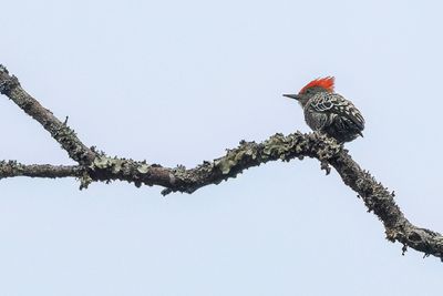 Grey-and-buff Woodpecker - Kortstaartspecht - Pic trapu (m)