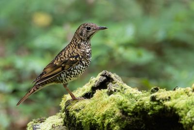 Scaly Thrush - Oostelijke Goudlijster - Grive dama