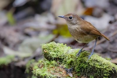 Lesser Shortwing - Kleine Kortvleugel - Petite Brachyptère (f)