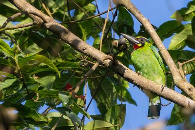 Black-banded Barbet - Javaanse Baardvogel - Barbu de Java