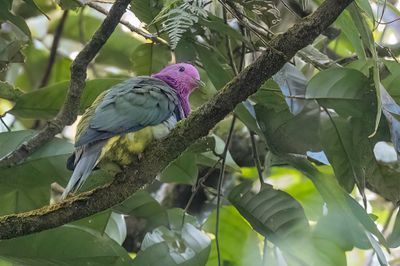 Pink-headed Fruit Dove - Roodhalsjufferduif - Ptilope porphyre