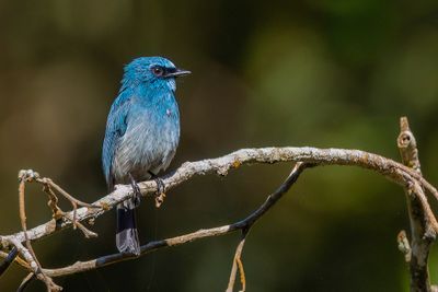 Indigo Flycatcher - Indigovliegenvanger - Gobemouche indigo