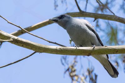 Sunda Cuckooshrike - Zwartmaskerrupsvogel - Échenilleur de la Sonde