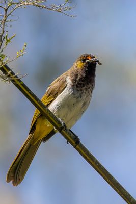 Orange-spotted Bulbul - Goudteugelbuulbuul - Bulbul bimaculé