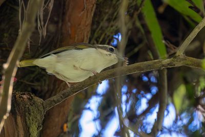 Pied Shrike-babbler - Witbrauwklauwiertimalia - Allotrie à sourcils blancs (f)