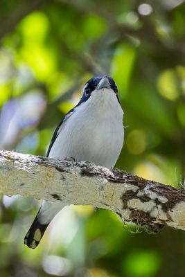 Pied Shrike-babbler - Witbrauwklauwiertimalia - Allotrie à sourcils blancs (m)
