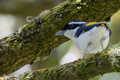 Pied Shrike-babbler - Witbrauwklauwiertimalia - Allotrie à sourcils blancs (m)