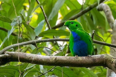 Birds of Sarawak 2024