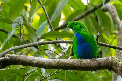 Birds of Sarawak 2024
