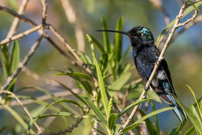 Blue-tufted Starthroat - Roodvlaksterkeelkolibrie - Colibri d'Angle (m)