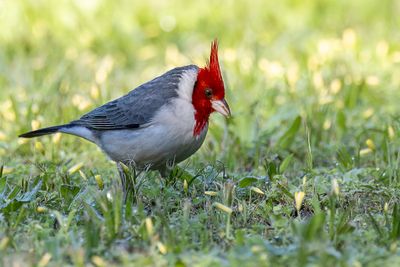 Red-crested Cardinal - Roodkuifkardinaal - Paroare hupp