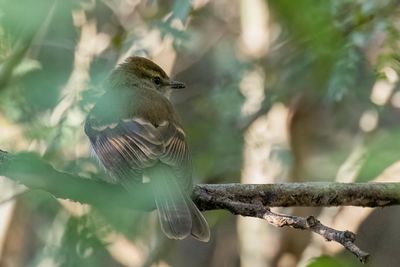 Fuscous Flycatcher - Vinktiran - Moucherolle fuligineux