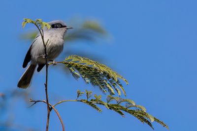 Masked Gnatcatcher - Maskermuggenvanger - Gobemoucheron masqu (m)