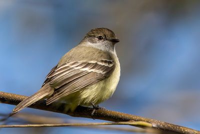 Straneck's Tyrannulet - Grijskruintachuri - Tyranneau de Straneck