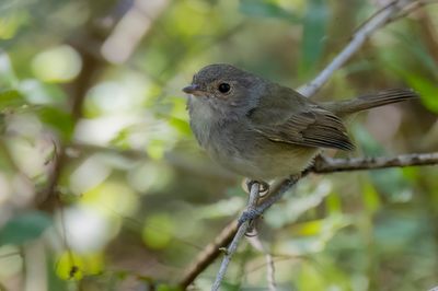 Fulvous-crowned Scrub Tyrant - Witbuikdwergtiran - Tyranneau  huppe fauve