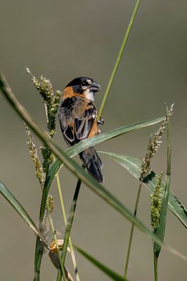 Rusty-collared Seedeater - Roestnekdikbekje - Sporophile  col fauve (m)