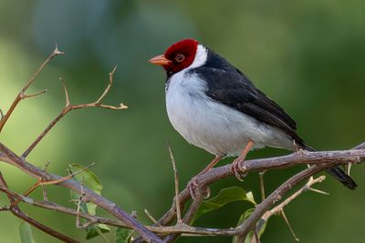 Yellow-billed Cardinal - Geelsnavelkardinaal - Paroare  bec jaune