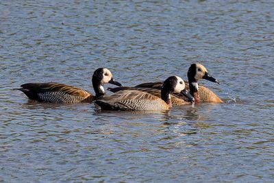 White-faced Whistling Duck - Witwangfluiteend - Dendrocygne veuf