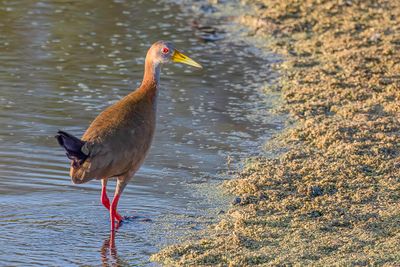 Giant Wood Rail - Reuzenbosral - Rle ypcaha