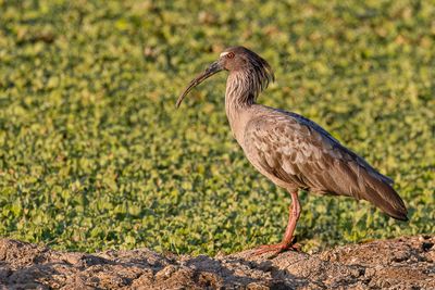 Plumbeous Ibis - Grijze Ibis - Ibis plomb