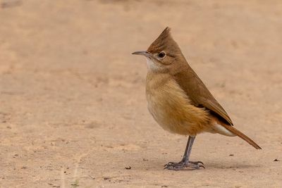 Crested Hornero - Kuifovenvogel - Fournier hupp