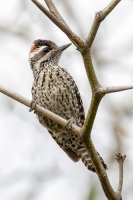 Checkered Woodpecker - Streepstaartspecht - Pic vari (m)