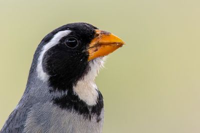 g13/45/1152345/3/174907293.2bdb4eb3.JPEG