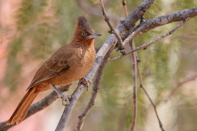 Brown Cacholote - Bruine Cachalote - Cacholote brun