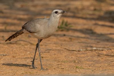 Birds of Paraguay 2024