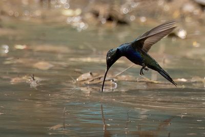 Blue-tufted Starthroat - Roodvlaksterkeelkolibrie - Colibri d'Angle (m)