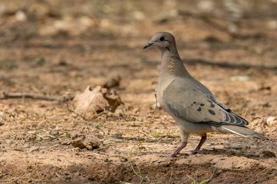 Eared Dove - Geoorde Treurduif - Tourterelle oreillarde