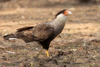 Crested Caracara - Kuifcaracara - Caracara hupp