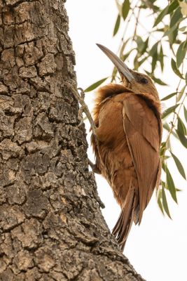 Great Rufous Woodcreeper - Grote Muisspecht - Grand Grimpar