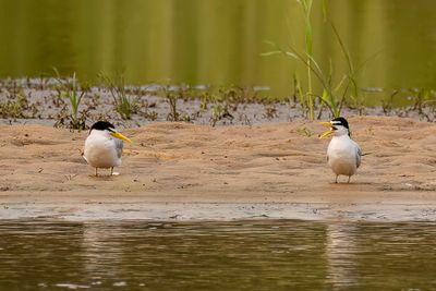 Yellow-billed Tern - Amazonestern - Sterne argente