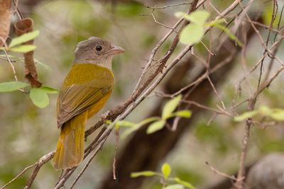 Grey-headed Tanager - Amazonetangare - Tangara  tte grise