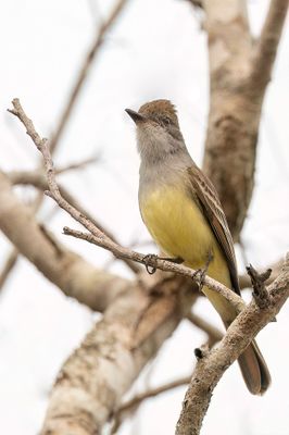 Brown-crested Flycatcher - Cayennetiran - Tyran de Wied