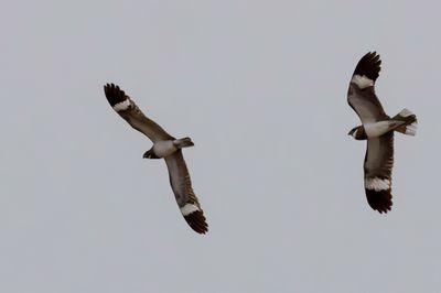 Nacunda Nighthawk - Nacundanachtzwaluw - Engoulevent nacunda