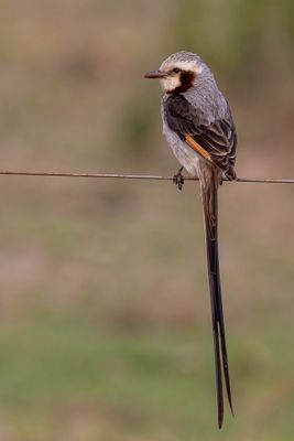 Streamer-tailed Tyrant - Lintstaarttiran - Moucherolle ytapa