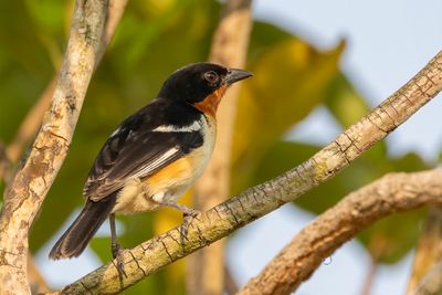 White-rumped Tanager - Witstuittangare - Tangara hirundinac