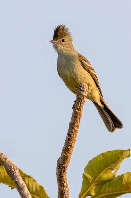 Lesser Elaenia - Kleine Elenia - lnie menue