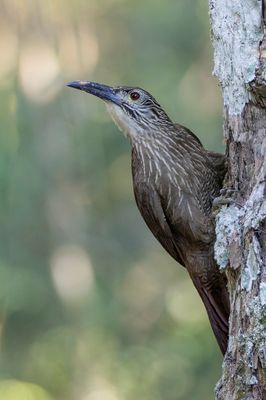 White-throated Woodcreeper - Witkeelmuisspecht - Grimpar  gorge blanche
