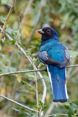 Surucua Trogon - Surucutrogon - Trogon surucua (m)