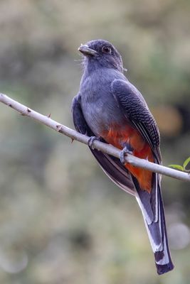 Surucua Trogon - Surucutrogon - Trogon surucua (f)