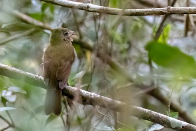Greenish Schiffornis - Groene Schiffornis - Antriade verdtre