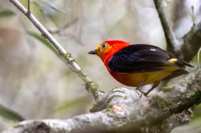 Band-tailed Manakin - Bandstaartmanakin - Manakin  queue barre