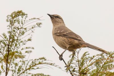 Chalk-browed Mockingbird - Campospotlijster - Moqueur plomb
