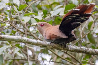 Common Squirrel Cuckoo - Eekhoornkoekoek - Piaye cureuil