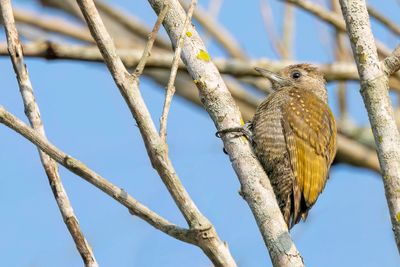Little Woodpecker - Musspecht - Pic passerin