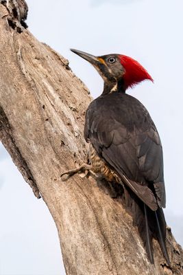 Lineated Woodpecker - Gestreepte Helmspecht - Pic ouentou (f)
